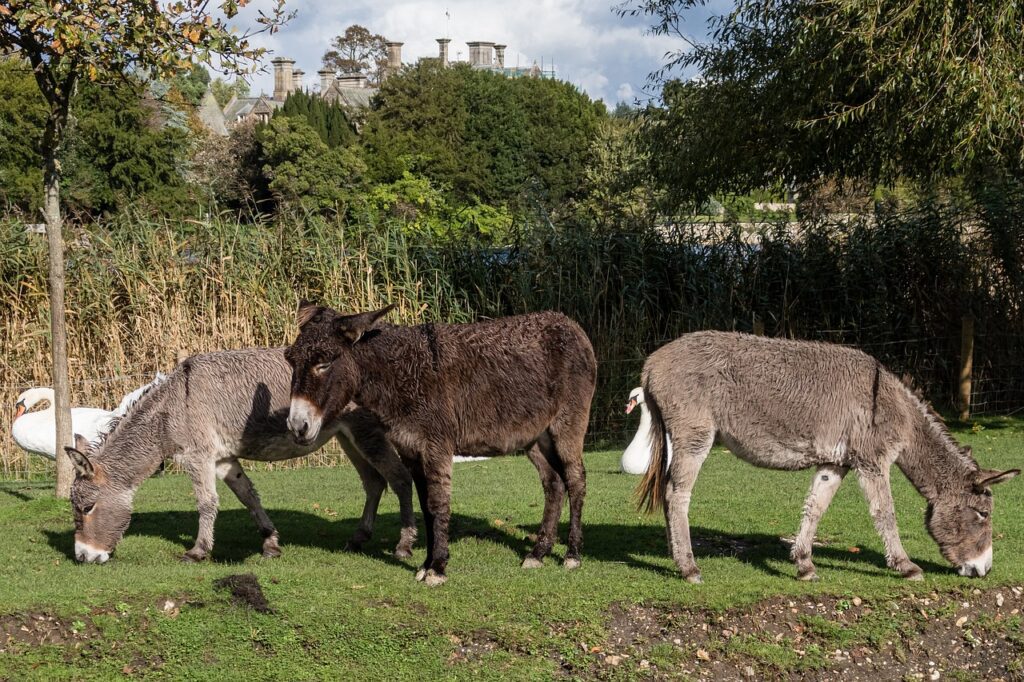 Staycation In The New Forest