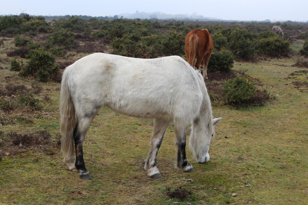 48 Hours in Romsey and the New Forest - A Weekend Itinerary from Our Door