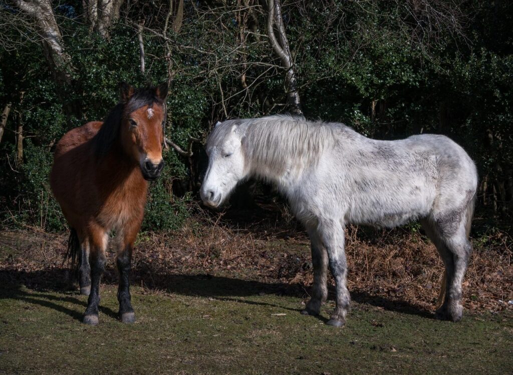 Last Minute Hotel Near Paultons Park - Stay Close To The New Forest